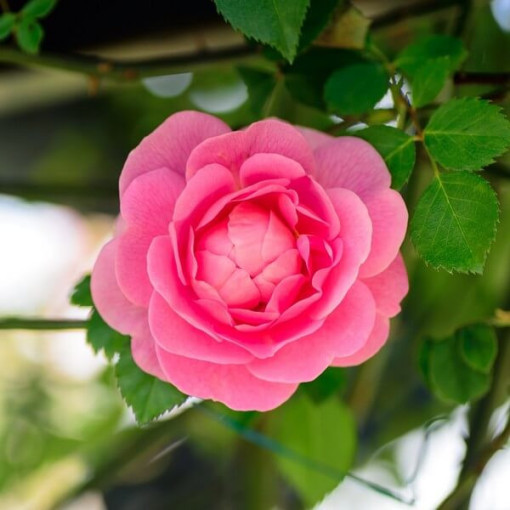 Climbing Rose 'Pink Cloud' 2l