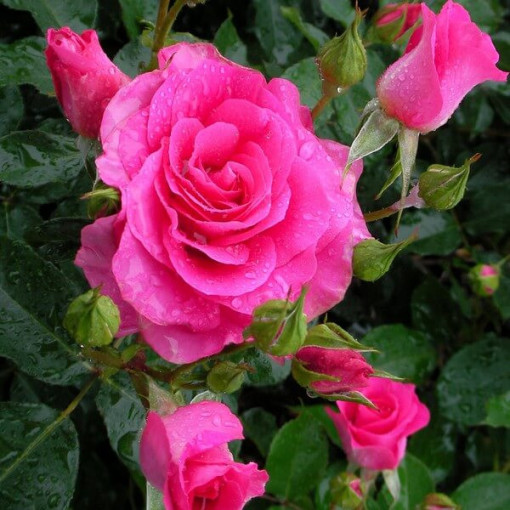 Climbing Rose 'Pink Cloud' 2l