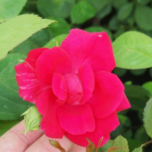 Climbing Rose 'Paul's Scarlet Climber' 2l