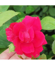Climbing Rose 'Paul's Scarlet Climber' 2l