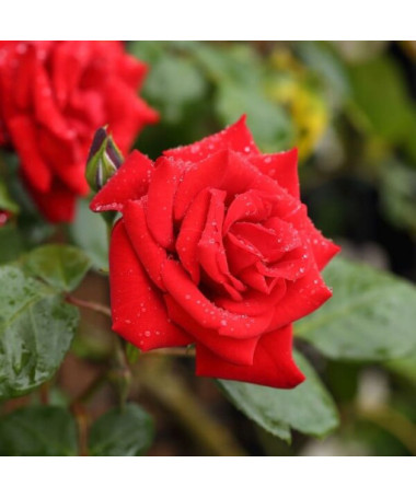 Climbing Rose 'Paul's Scarlet Climber' 2l