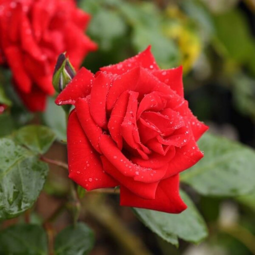 Climbing Rose 'Paul's Scarlet Climber' 2l