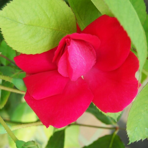 Climbing Rose 'Paul's Scarlet Climber' 2l