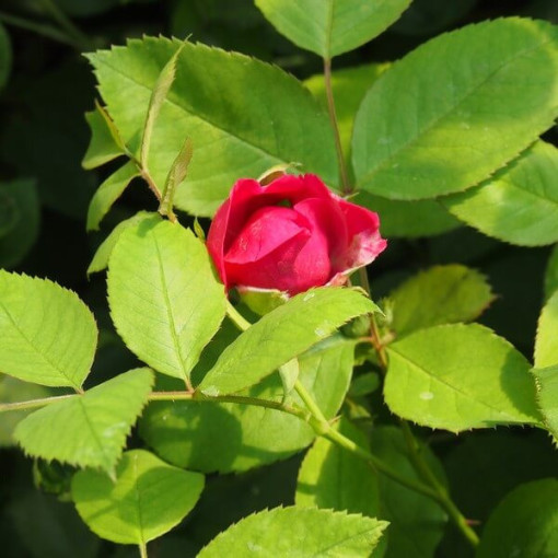 Climbing Rose 'Paul's Scarlet Climber' 2l