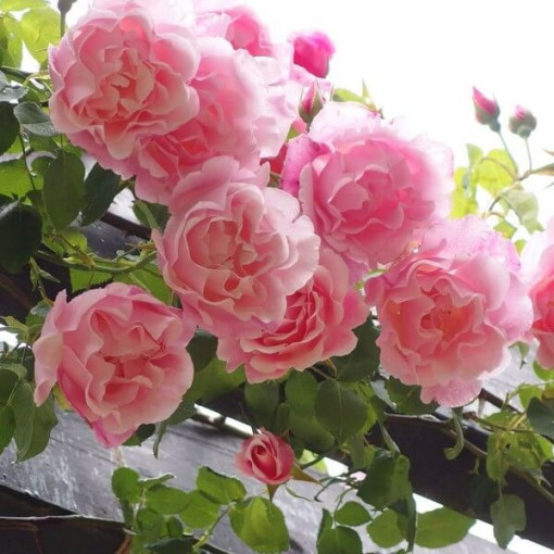 Climbing Rose 'Paul Noel' pot, 2l