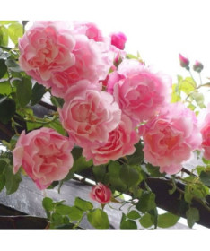 Climbing Rose 'Paul Noel' pot, 2l