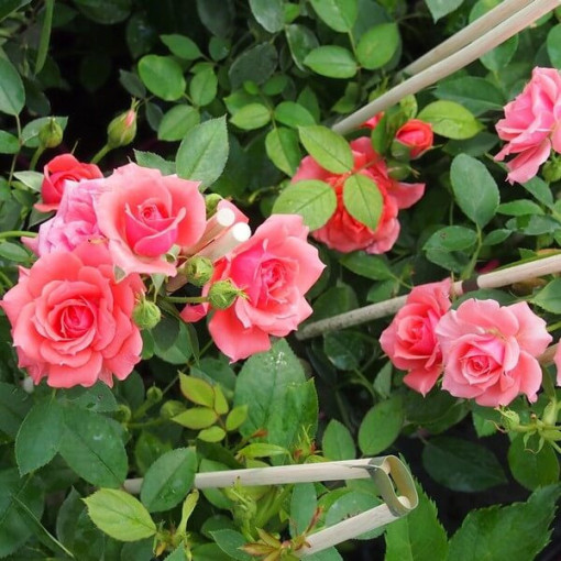 Climbing Rose 'Paul Noel' pot, 2l