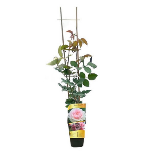 Climbing Rose 'Paul Noel' pot, 2l