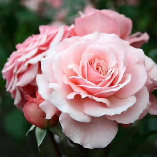 Climbing Rose 'Paul Noel' pot, 2l