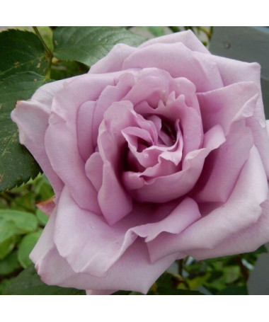 Climbing Rose 'Indigoletta' pot, 2l