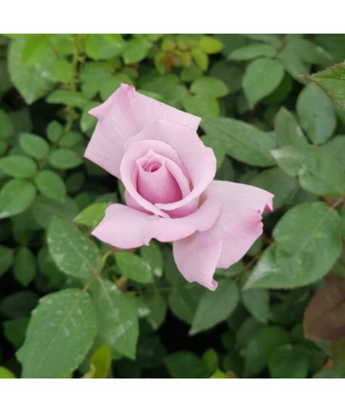 Climbing Rose 'Indigoletta' pot, 2l