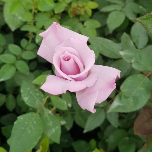 Climbing Rose 'Indigoletta' pot, 2l