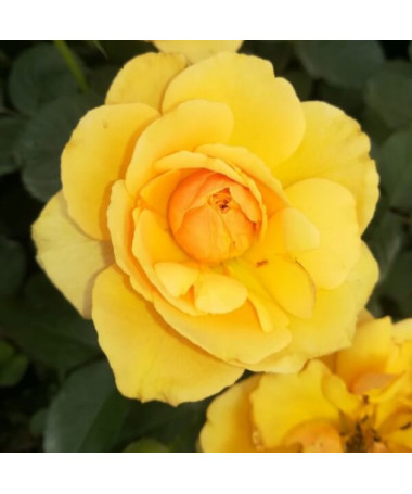 Climbing rose 'Golden Showers' 2l