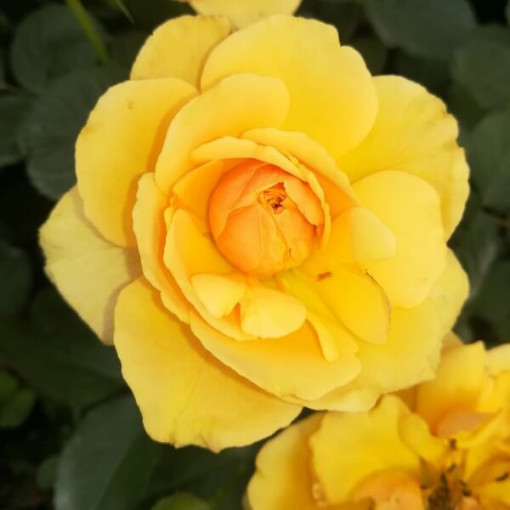Climbing rose 'Golden Showers' 2l