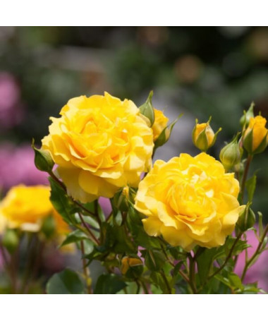 Climbing rose 'Golden Showers' 2l