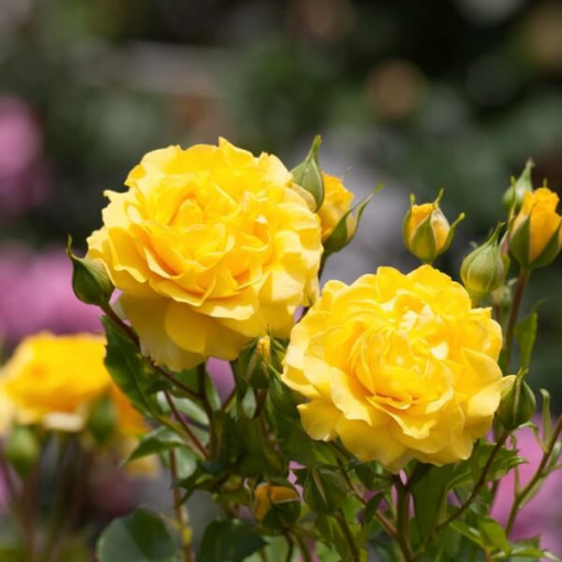 Climbing rose 'Golden Showers' 2l