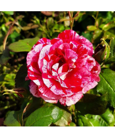 Climbing Rose 'Ferdinand Pichard' 2l