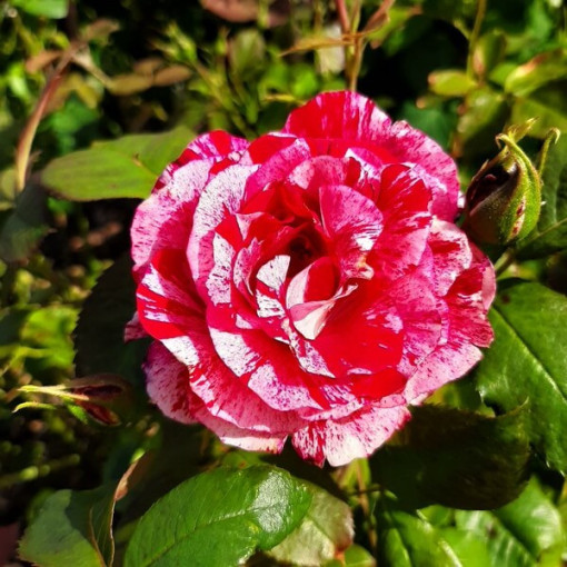 Climbing Rose 'Ferdinand Pichard' 2l