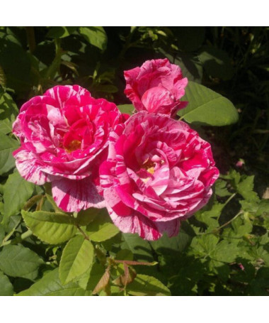 Climbing Rose 'Ferdinand Pichard' 2l