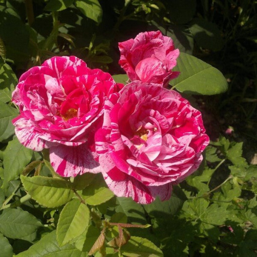 Climbing Rose 'Ferdinand Pichard' 2l