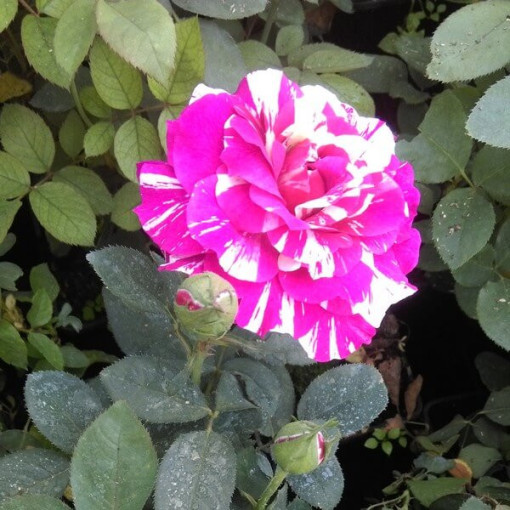 Climbing Rose 'Ferdinand Pichard' 2l