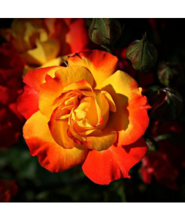 Climbing Rose 'Climbing Rumba' in a 4L pot.