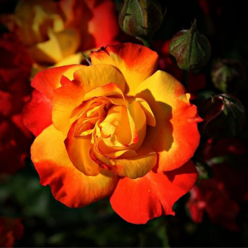 Climbing Rose 'Climbing Rumba' in a 4L pot.