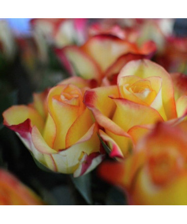 Climbing Rose 'Climbing Rumba' in a 4L pot.