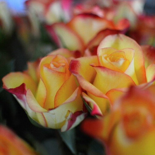 Climbing Rose 'Climbing Rumba' in a 4L pot.