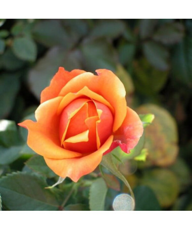 Climbing Rose 'Climbing Rumba' in a 2L pot.