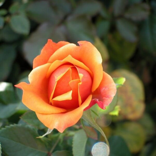 Climbing Rose 'Climbing Rumba' in a 2L pot.