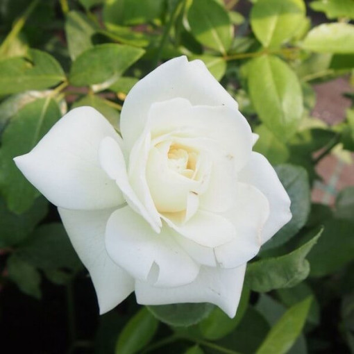 Climbing Rose 'Climbing Iceberg' 2l
