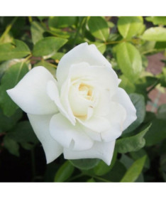 Climbing Rose 'Climbing Iceberg' 2l