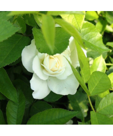 Climbing Rose 'Climbing Iceberg' 2l