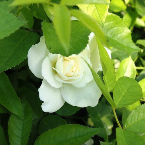 Climbing Rose 'Climbing Iceberg' 2l