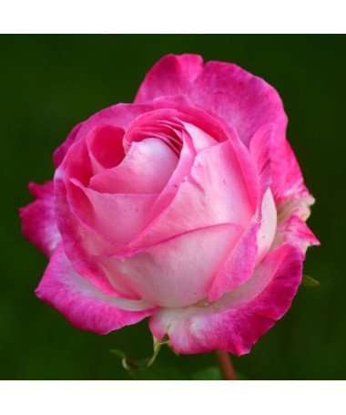 Climbing Rose 'Alexandrina Victoria' pot, 2l