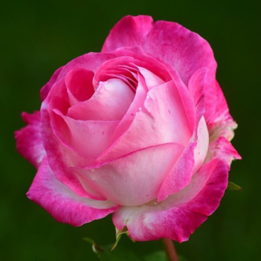 Climbing Rose 'Alexandrina Victoria' pot, 2l