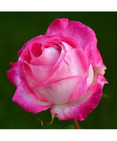 Climbing Rose 'Alexandrina Victoria' pot, 2l