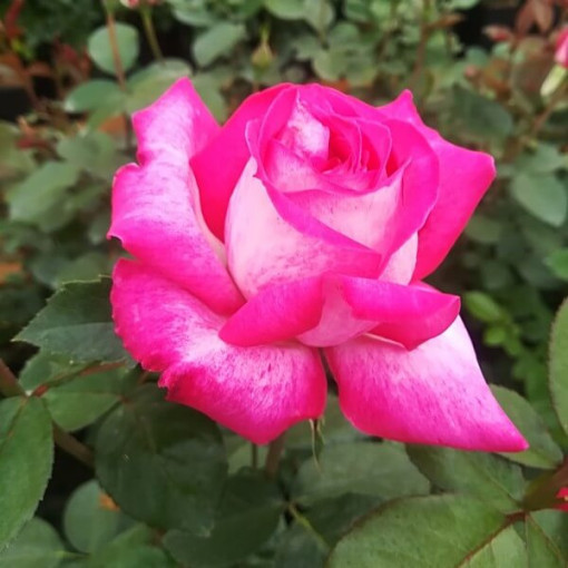 Climbing Rose 'Alexandrina Victoria' pot, 2l