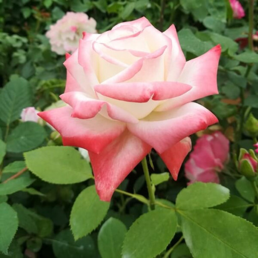 Climbing Rose 'Alexandrina Victoria' pot, 2l