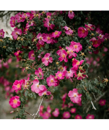 Ground cover rose 'Pink the Fairy' pot, 2l