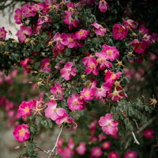 Ground cover rose 'Pink the Fairy' pot, 2l