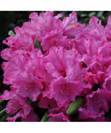 Rhododendron (Azalea) Roseum Elegans, 2L pot
