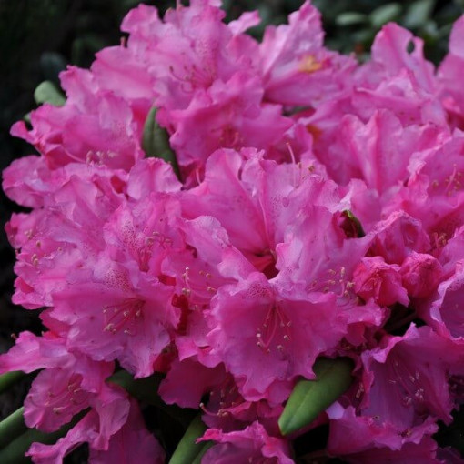 Rhododendron (Azalea) Roseum Elegans