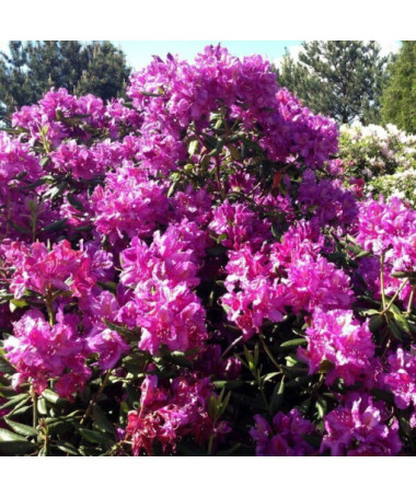 Rhododendron (Azalea) Roseum Elegans