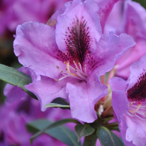 Rhododendron (Azalea) Rasputin P9/C1