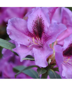 Rhododendron (Azalea) Rasputin P9/C1