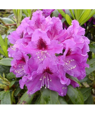 Rhododendron (Azalea) Rasputin P9/C1