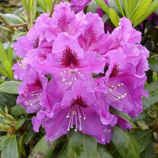 Rhododendron (Azalea) Rasputin P9/C1