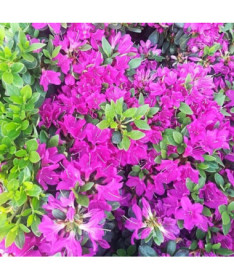 Rhododendron (Azalea) 'Purpurtraum' P9/C1